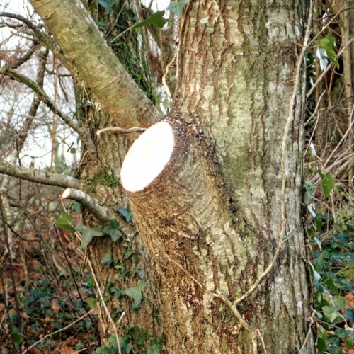 Coupe bourrelet arbre Coupe bourrelet arbre