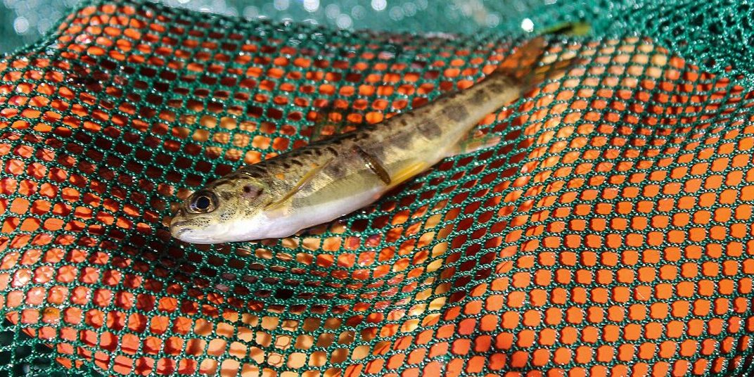 tacons 2021, Pierre RIGALEAU