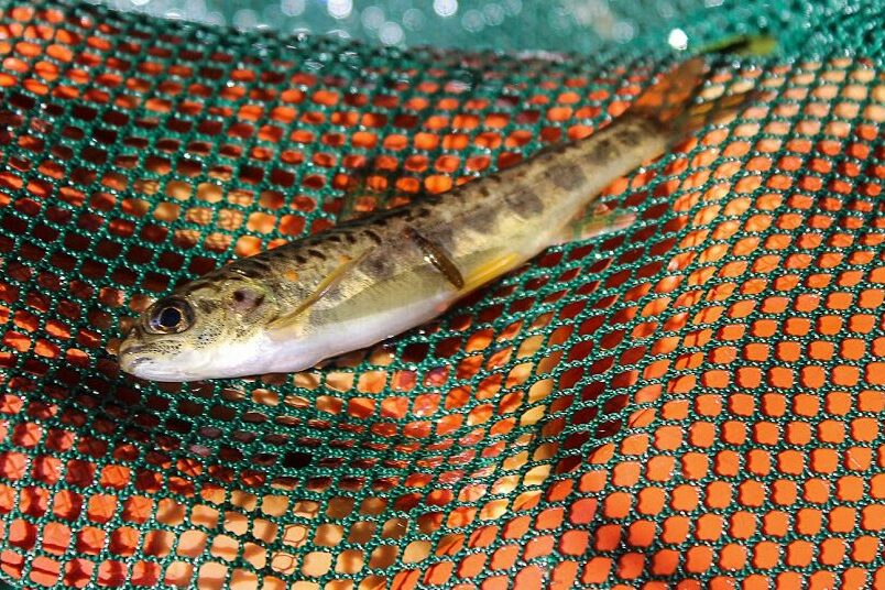 tacons 2021, Pierre RIGALEAU