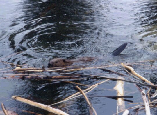 Castor_Xavier_Grémillet