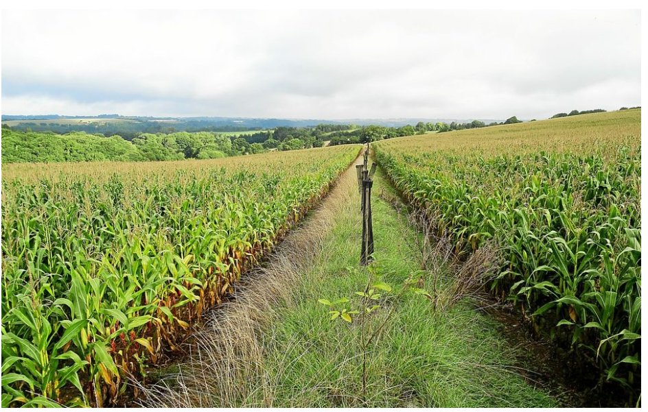 2023_telegramme_haie_PDB