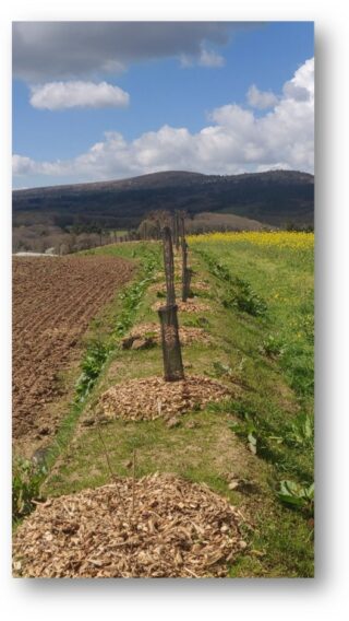 2023_haie_Dinéault_n1