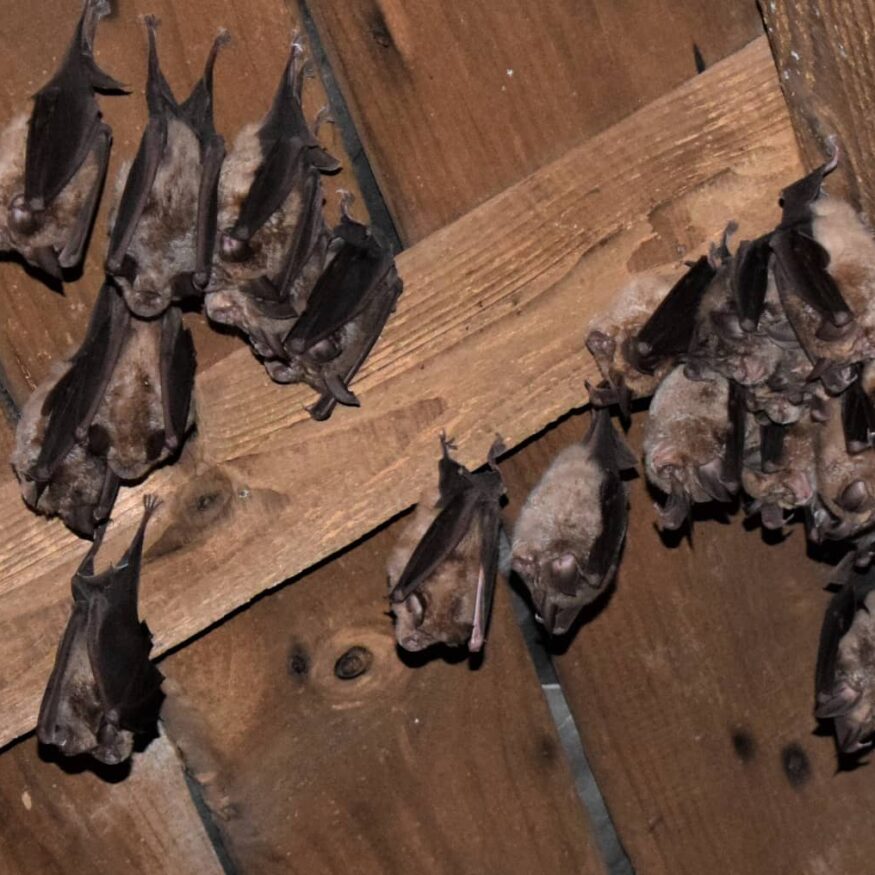 Colonie de Grands Rhinolophes à Châteaulin ©N.Abot