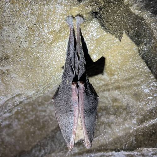 Grand Rhinolophe en hibernation ©M.Peron
