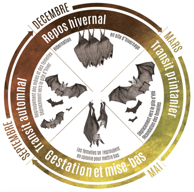 Cycle de vie du Grand Rhinolophe ©GMB