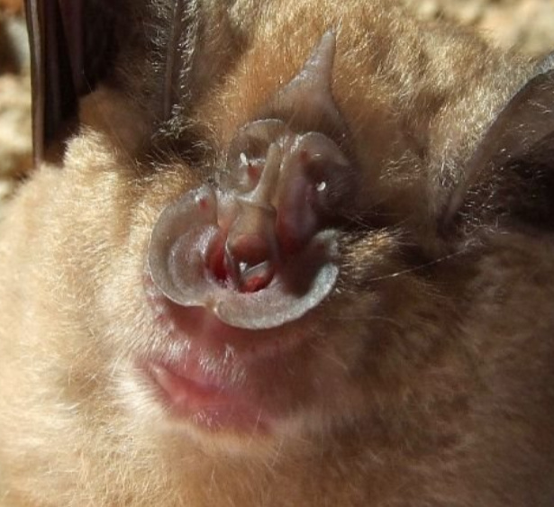 Le nez en forme de fer à cheval du Grand Rhinolophe