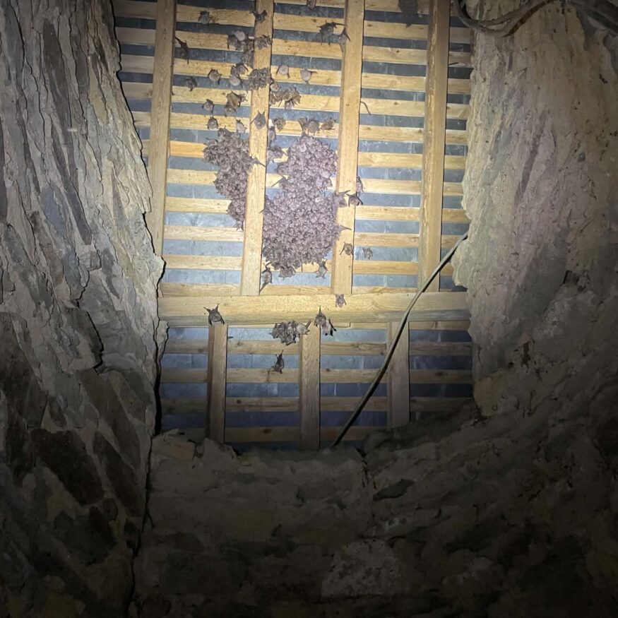 Colonie de Grands Rhinolophes dans le clocher de l'église de Landeleau ©M.Peron